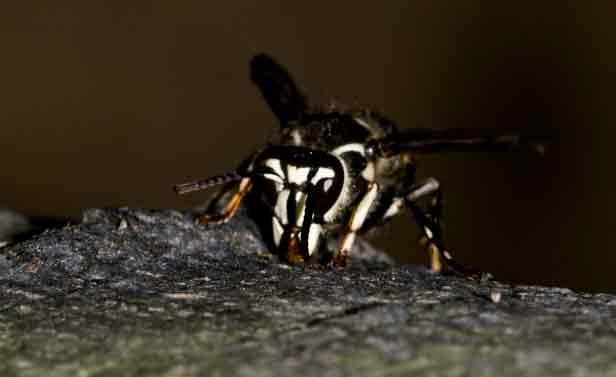 Bald-Faced Hornet