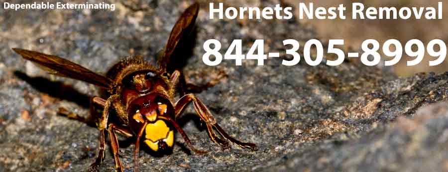 Hornets Nest Removal