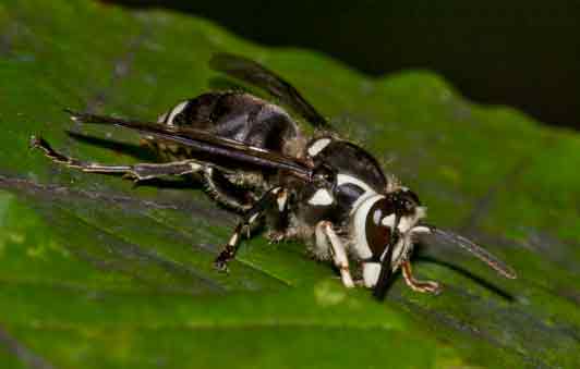 Bald Faced Hornet