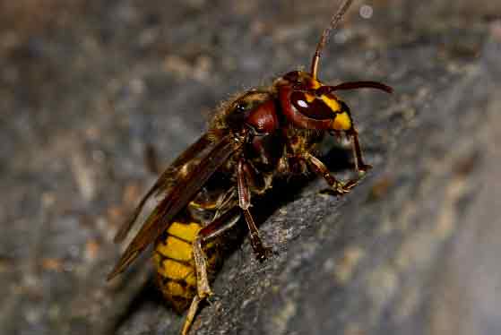 European Hornet