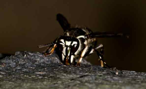 Bald Faced Hornet