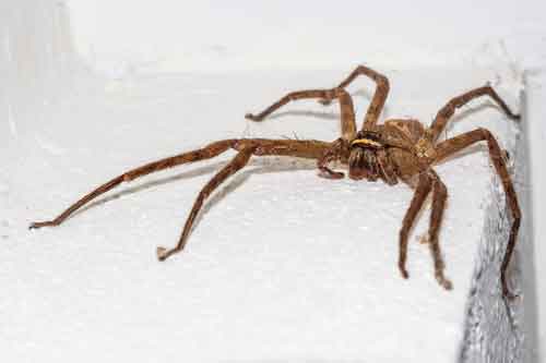 House Spider