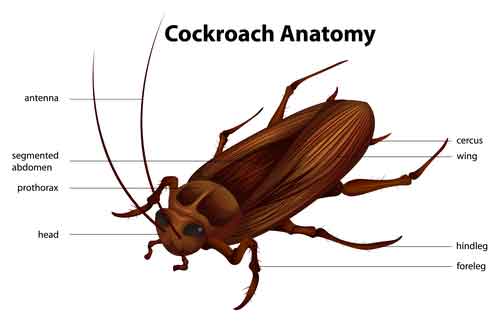 Cockroach Anatomy