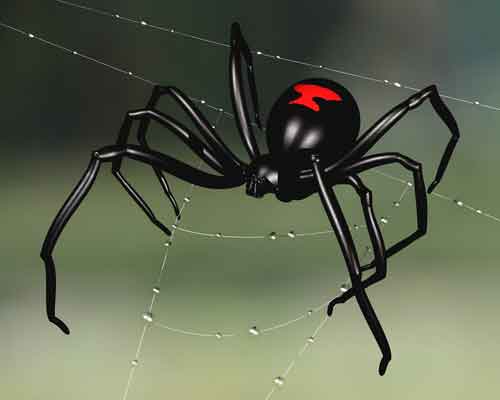 Black Widow Spider