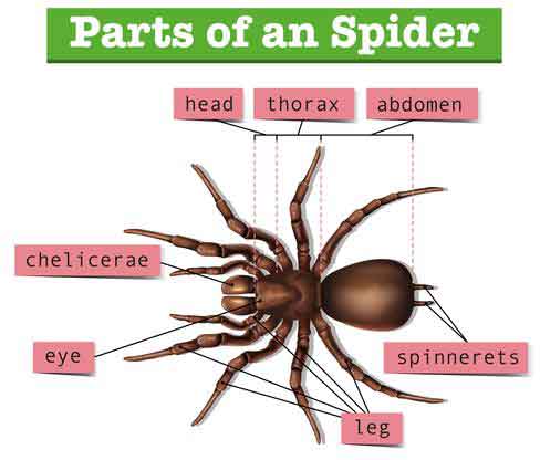 Spider Anatomy