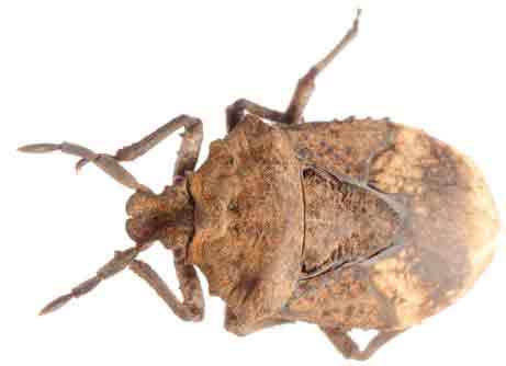 Brown marmorated Stink Bug