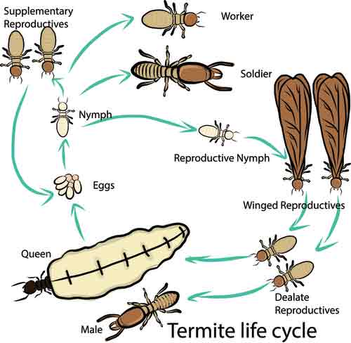 Termite Life Cycle