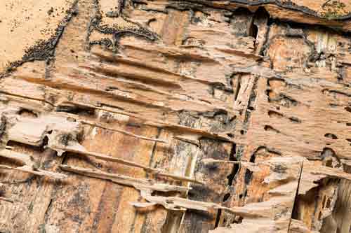 Termite Wood Damage