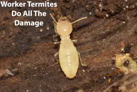 Termite