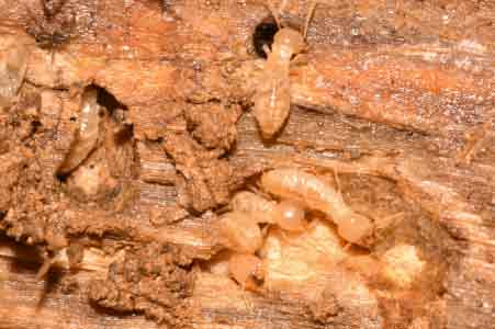 Termites