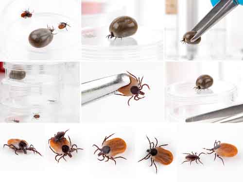 Ticks