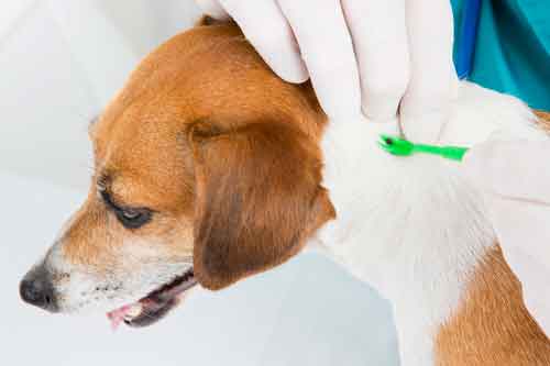 Tick Being Removed From Dog