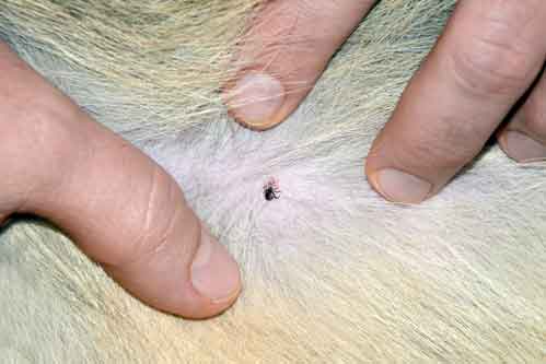 Tick On Dog