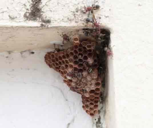 Wasp Nest