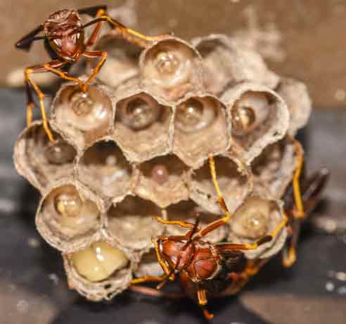 Wasp Nest