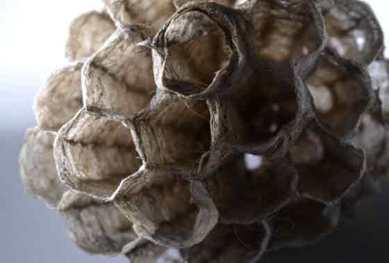 Wasp Nest