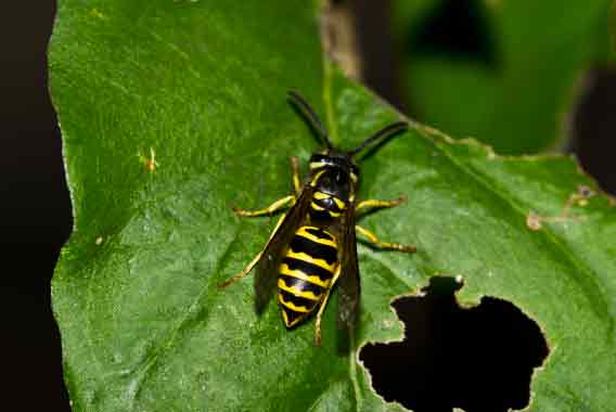 Yellow Jacket Wasp