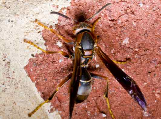 Paper Wasp