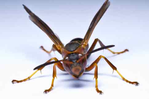 Paper Wasp