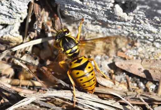 Yellow Jacket Wasp