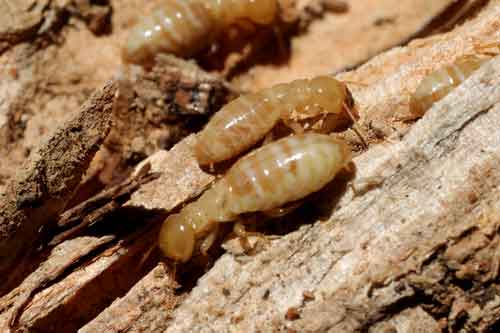 Termites