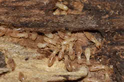 Termites Eating Wood