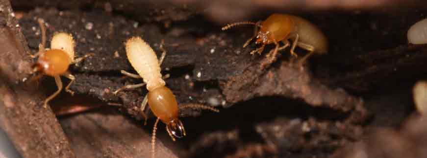 Soldier Termites