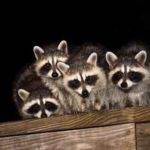 Raccoons