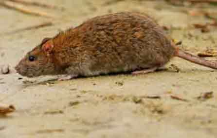 House Mouse