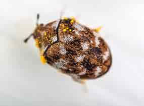 Carpet Beetle