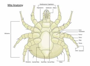 Dust Mites