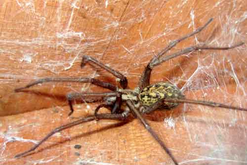 Brown Recluse Spider