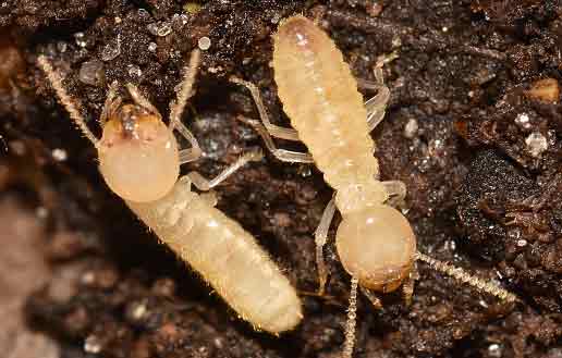 Termites