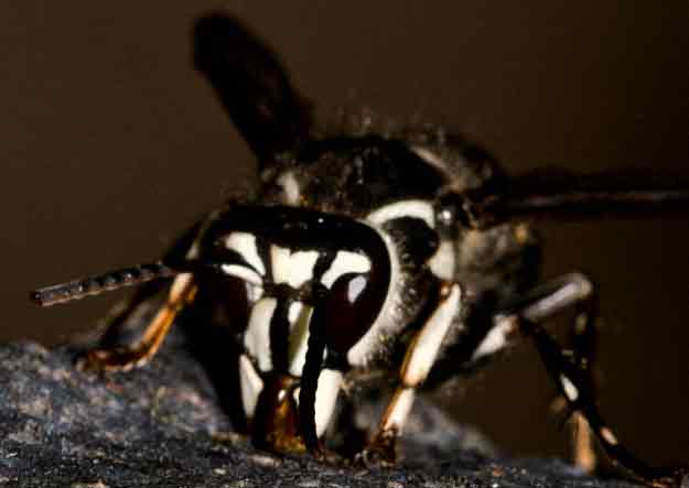 Baled Faced Hornet