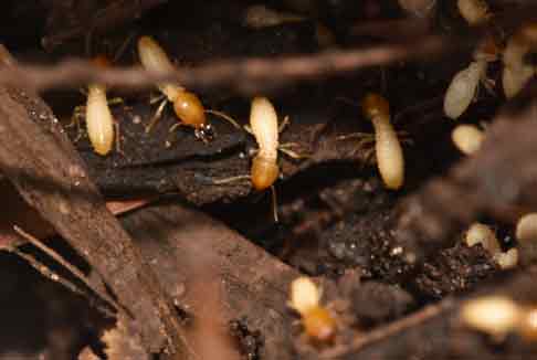 Termites