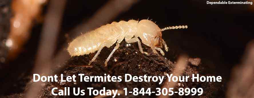 Termite