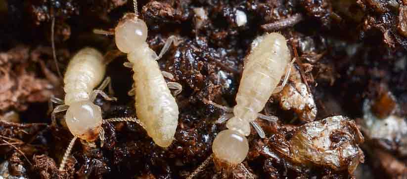 Worker Termites