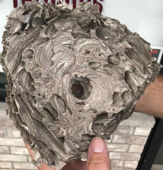 Inside View Of Hornet Nest