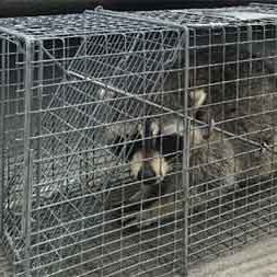 Raccoon In Havahart Trap