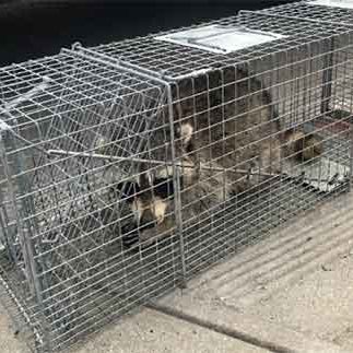 Raccoon in Trap