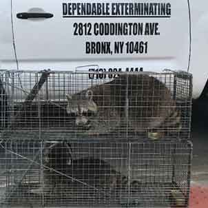 Raccoons in Trap